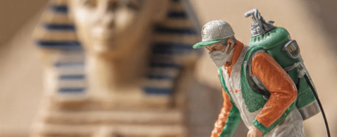أرخص شركة مكافحة حشرات في الأقصر