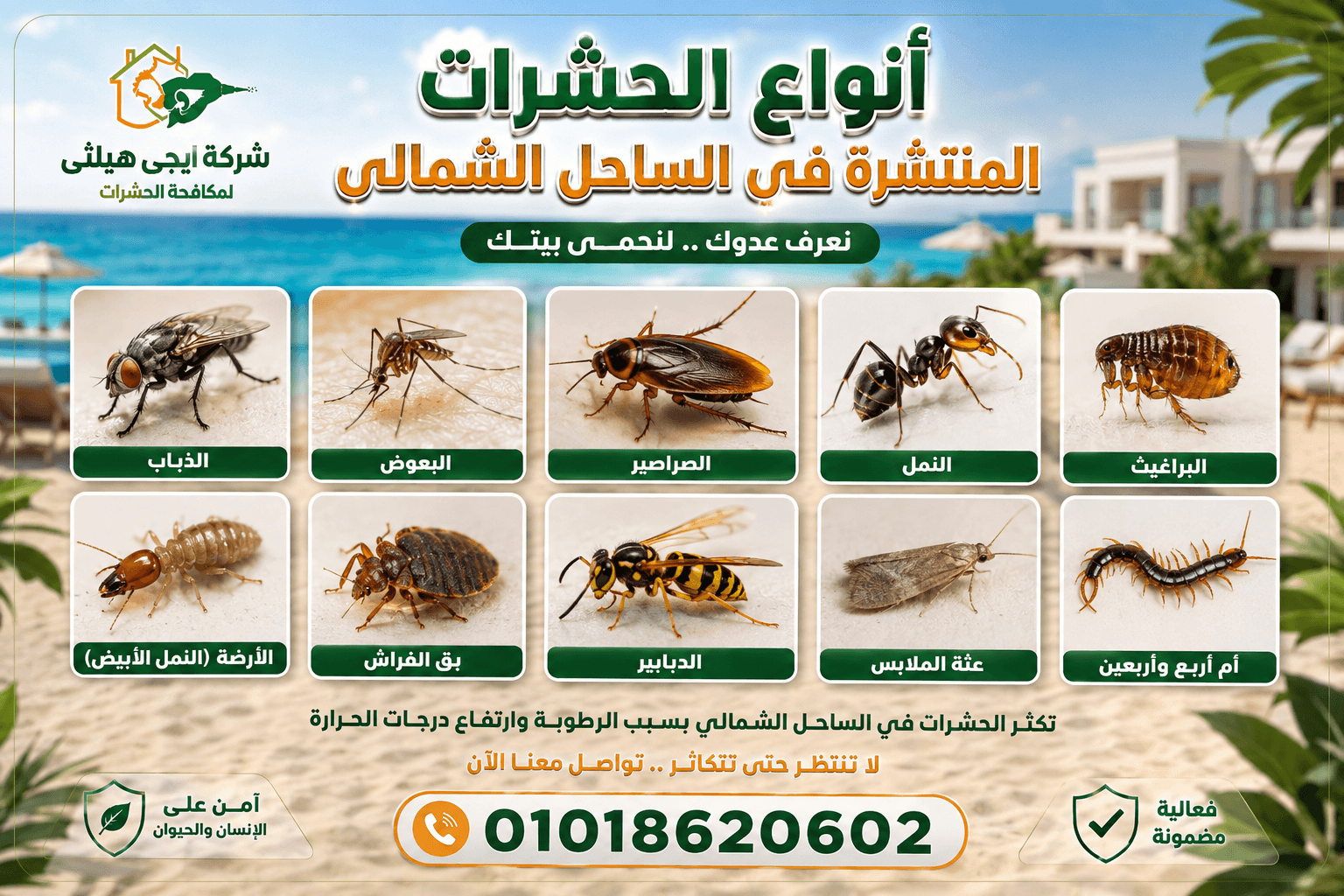أنواع الحشرات المنتشرة في الساحل الشمالي