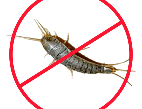 مكافحة العتة 01018620602