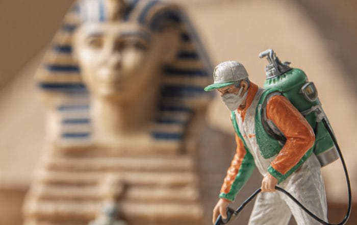 أرخص شركة مكافحة حشرات في الأقصر