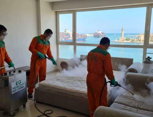 أفضل شركة مكافحة حشرات في بورسعيد 01018620602 خصم 60%