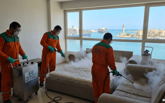 مكافحة حشرات في بورسعيد